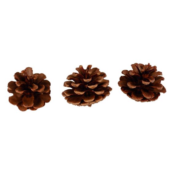 Pommes de pin Ctop Color'i