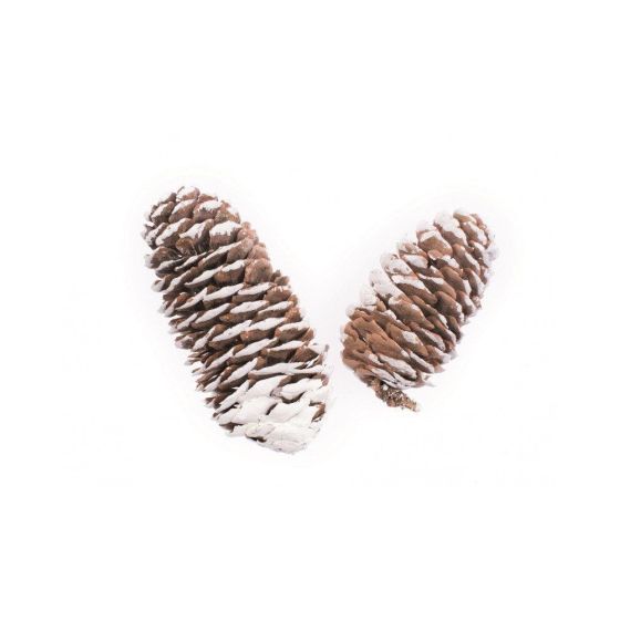 POMMES DE PIN PETITES 50G 6-8 CM