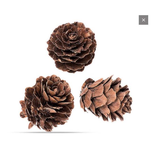 POMMES DE PIN PETITES 60G 2-3 CM