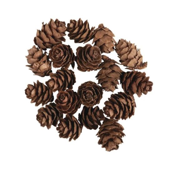 MINI POMMES DE PIN 18 PCS