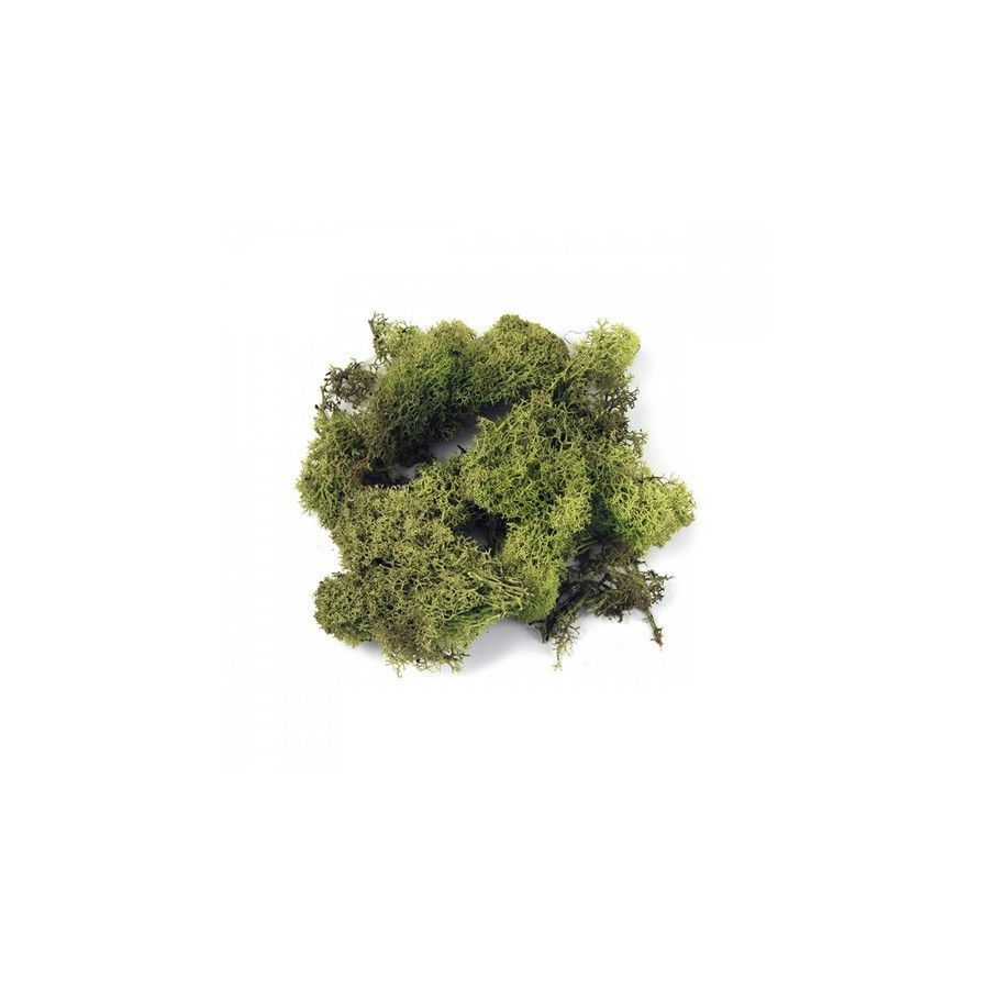 MOUSSE D'ISLANDE VERT CLAIR IM#1904