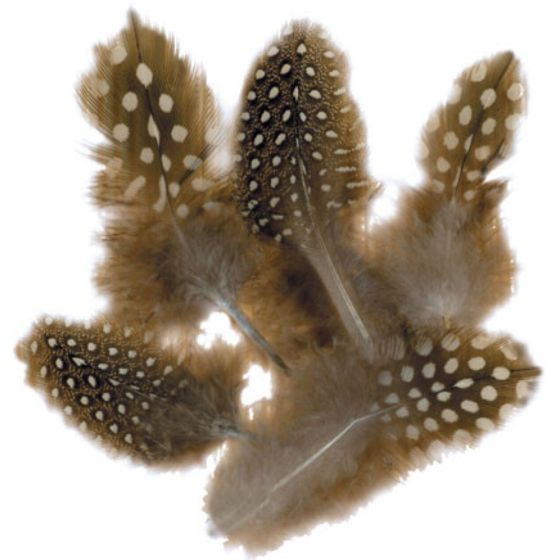 Plumes pintades naturelles 8cm - Graine Creative