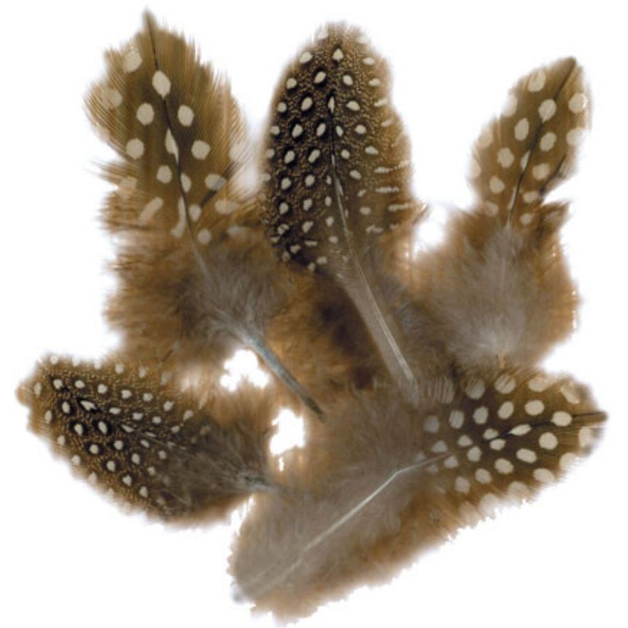 Plumes pintades naturelles 8cm - Graine Creative