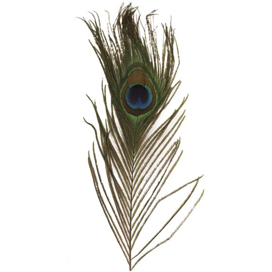 Plume de paon 25 cm 3 pièces