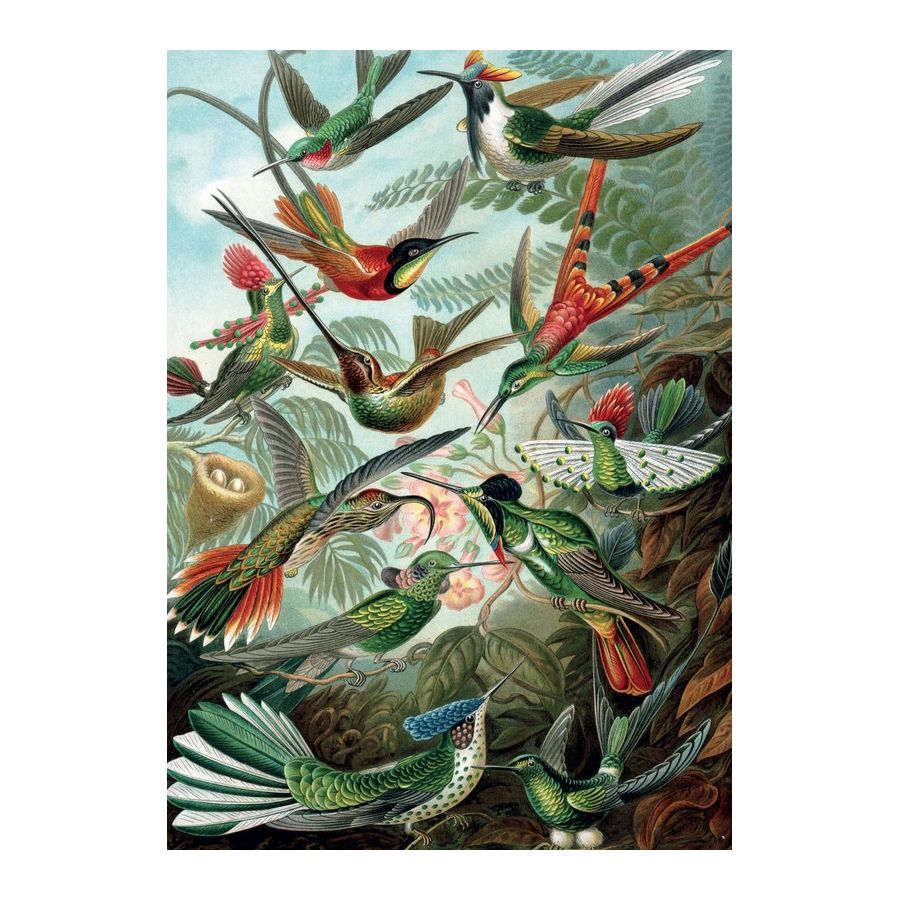 PUZZLE - PIATNIK- HAECKEL - COLIBRIS IM#5954